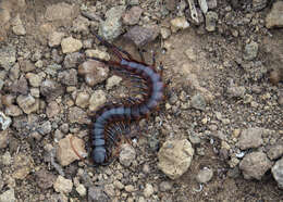 Imagem de Scolopendra galapagoensis Bollman 1889