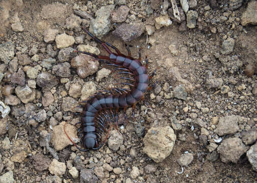 Image of Scolopendra galapagoensis Bollman 1889