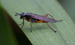 Image of Sepedon sphegea (Fabricius 1775)