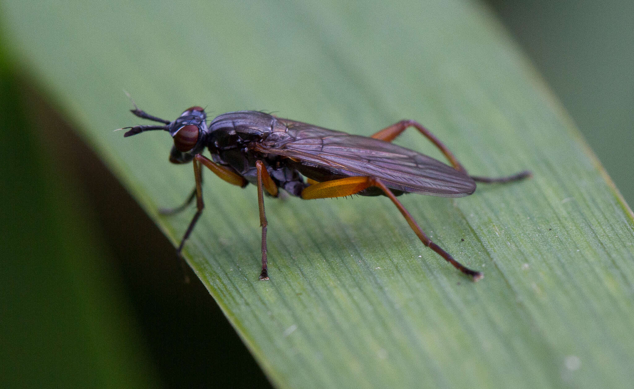 Imagem de Sepedon sphegea (Fabricius 1775)