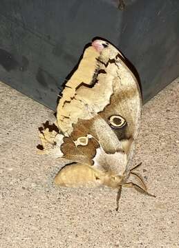 Image of Western Polyphemus Moth