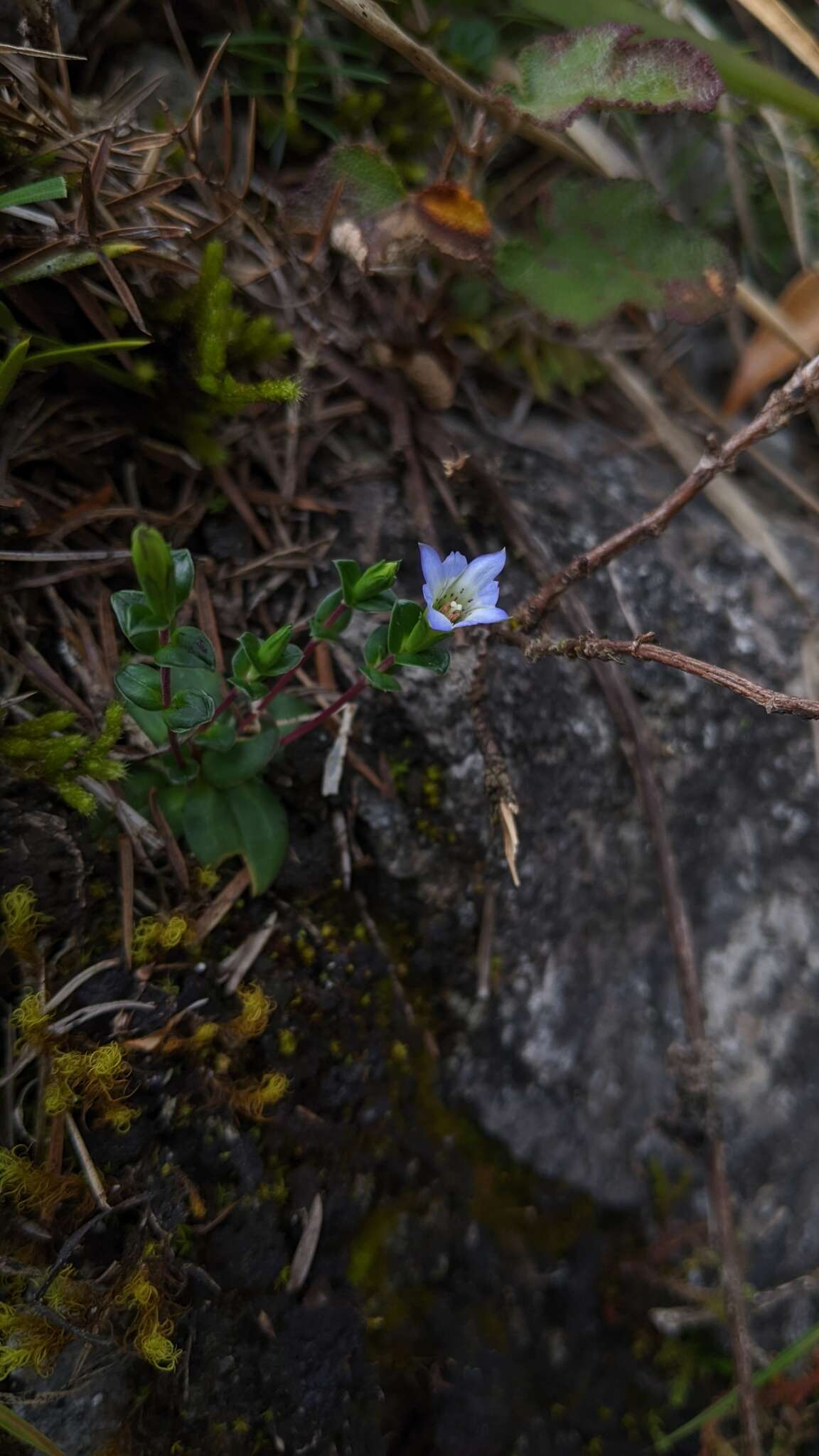 Image de Gentiana tentyoensis Masamune