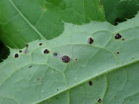 Image of Puccinia cnici-oleracei Pers. 1823