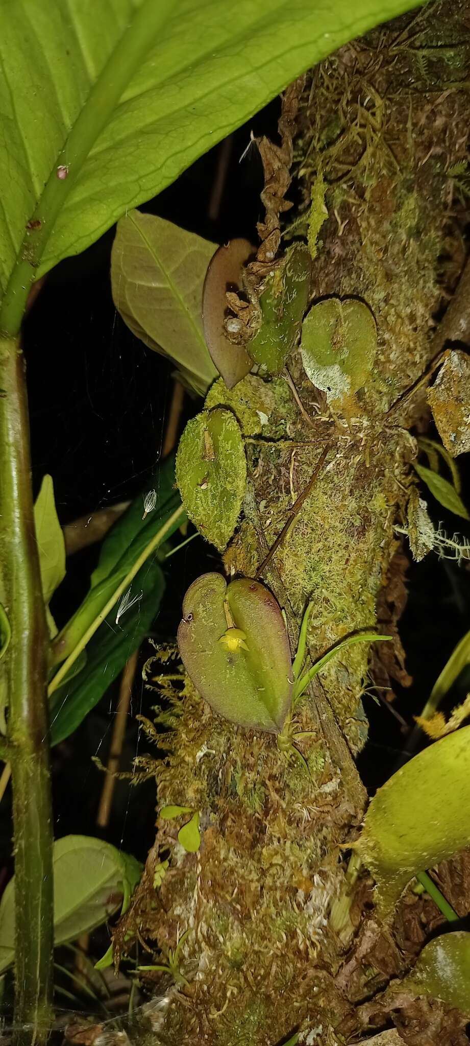 Image of Pleurothallis sphaerantha Luer