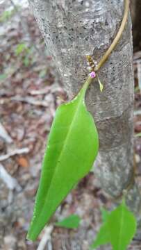 Image de Basella madagascariensis Boivin ex H. Perrier