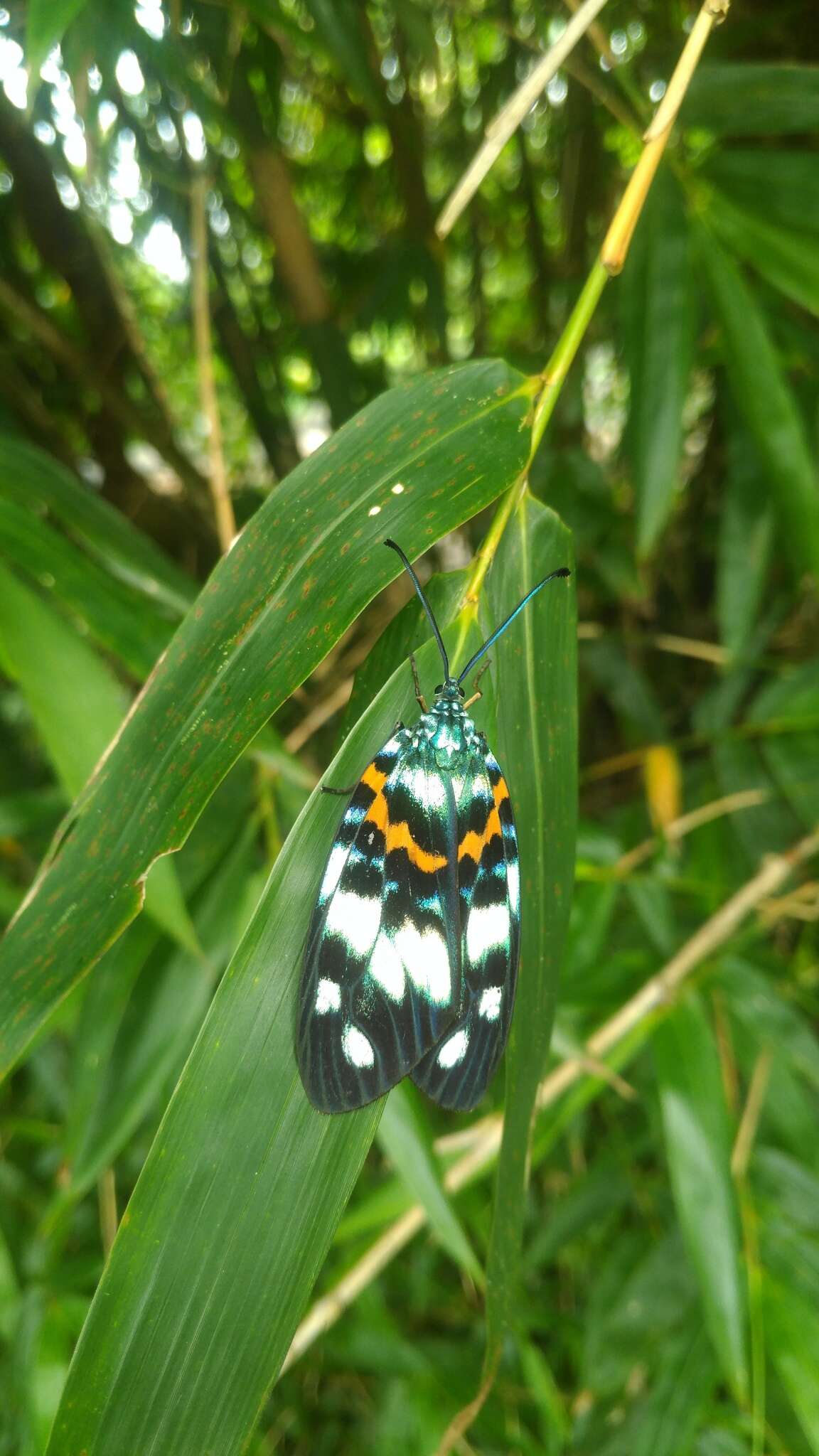 Image of Erasmia pulchella hobsoni Butler 1889