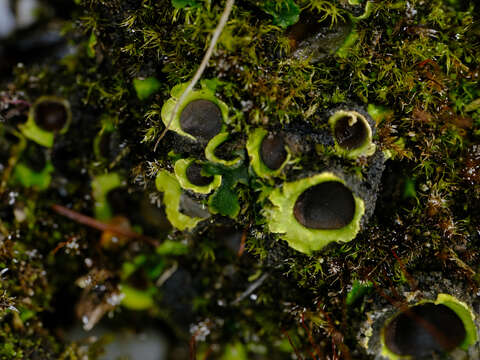 Image of chocolate chip lichen