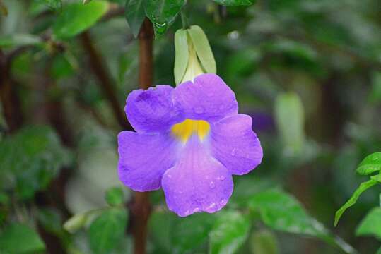 Image de Thunbergia erecta (Benth.) T. Anders.