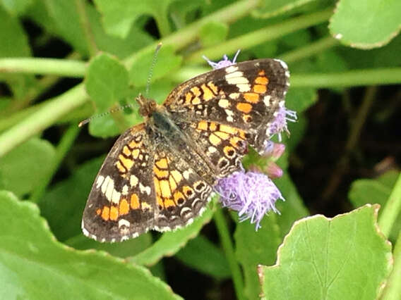 Image of Phaon Crescent