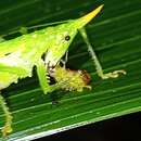 Sivun Mayacephalus dickmanorum Cadena-Castañeda, Monzón-Sierra & Cortés-Torres 2016 kuva