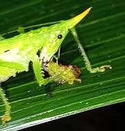 Sivun Mayacephalus dickmanorum Cadena-Castañeda, Monzón-Sierra & Cortés-Torres 2016 kuva