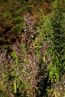 Image of Chaenostoma floribundum Benth.