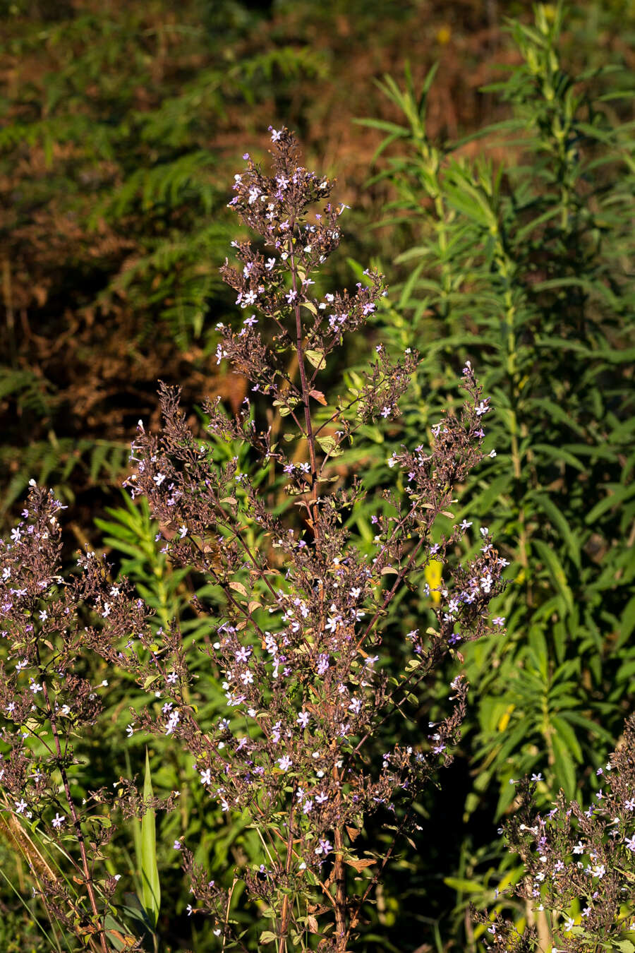 Image of Chaenostoma floribundum Benth.