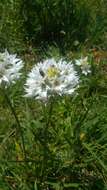 Слика од Ornithogalum thyrsoides Jacq.