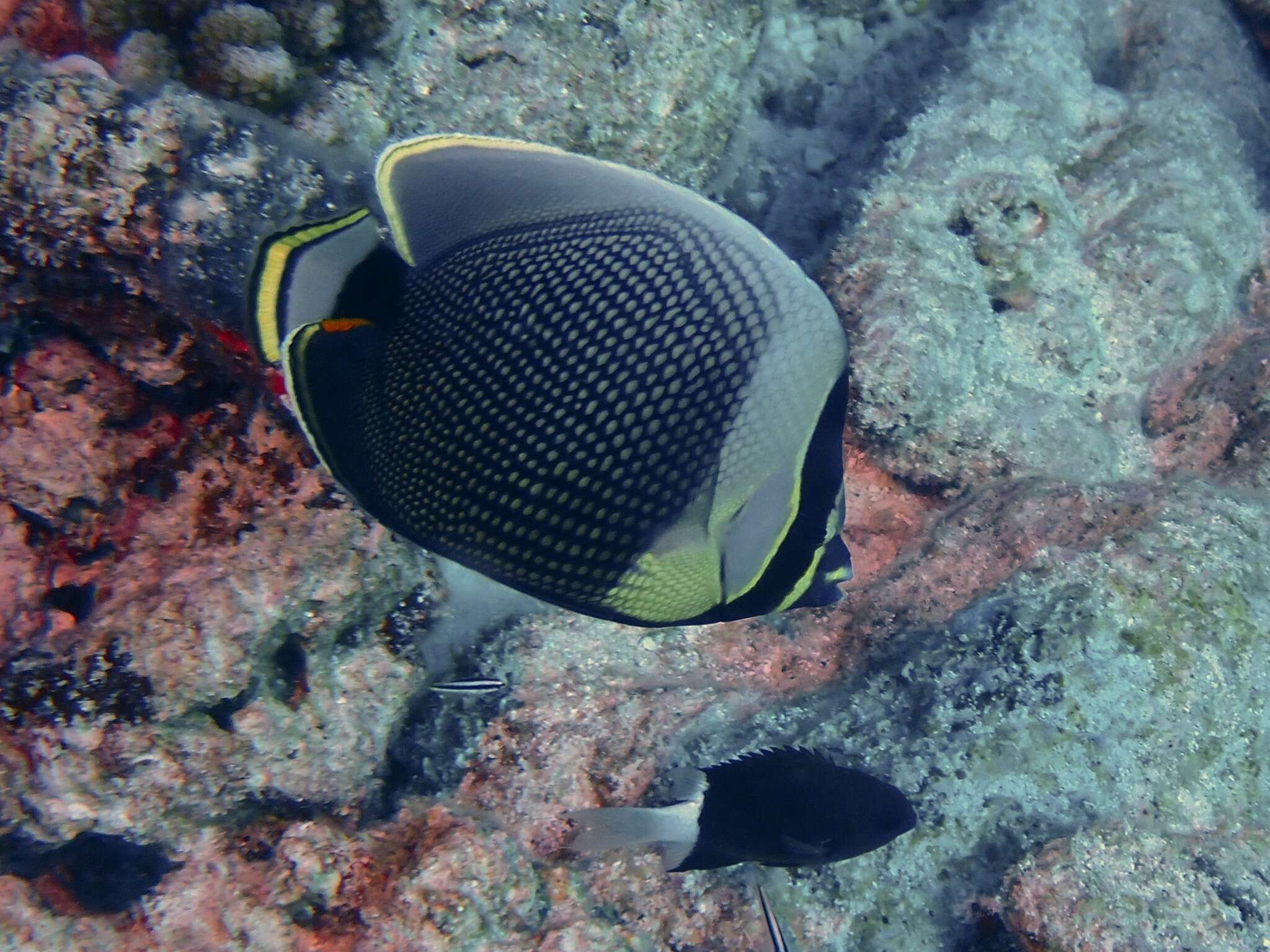 Image of Black Butterflyfish