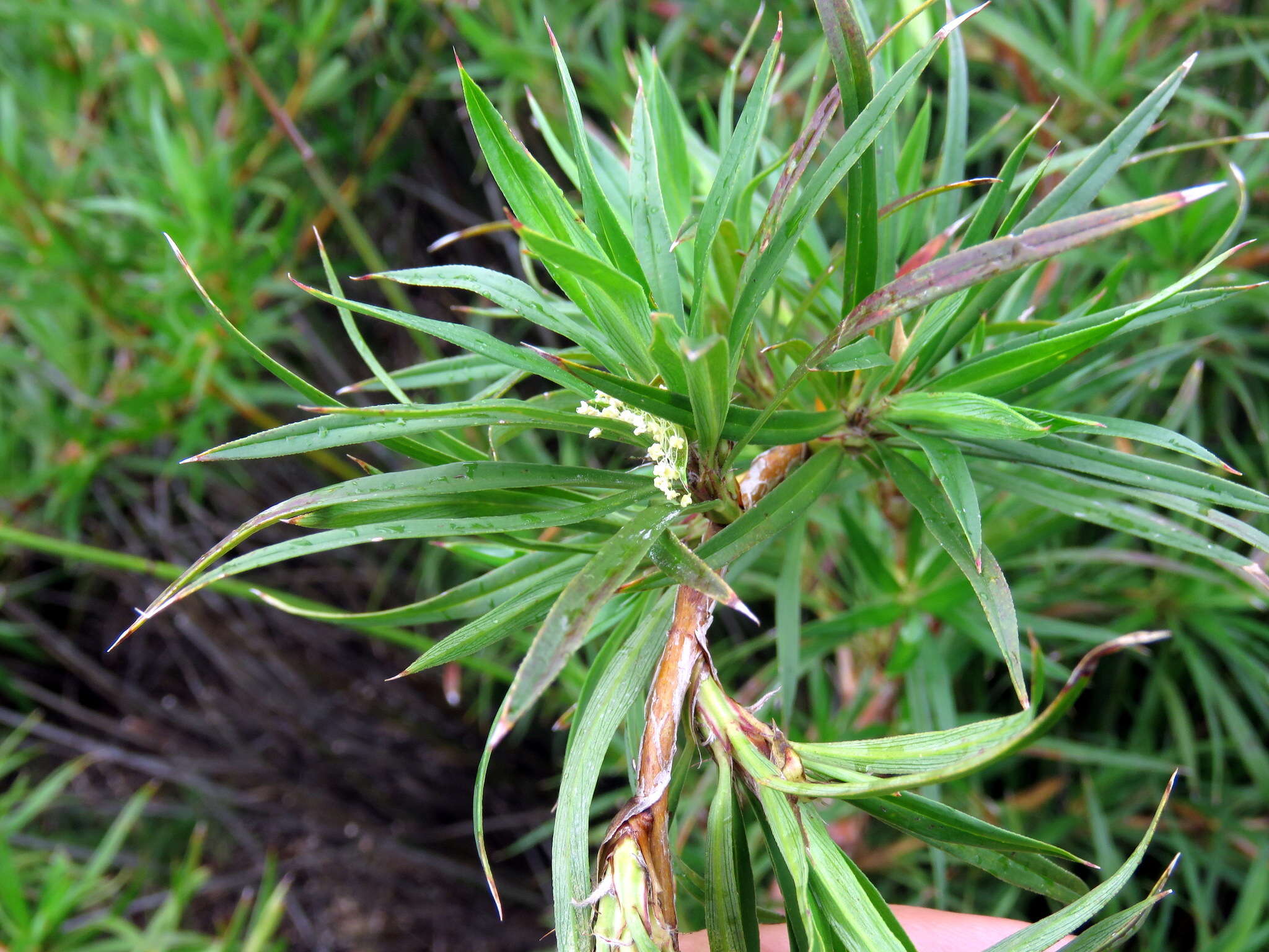 Image of Cliffortia longifolia (Eckl. & Zeyh.) Weim.