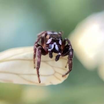 صورة Metaphidippus manni (Peckham & Peckham 1901)