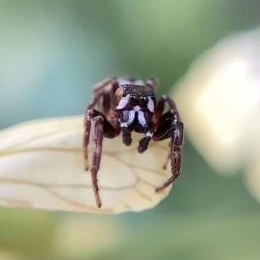 صورة Metaphidippus manni (Peckham & Peckham 1901)