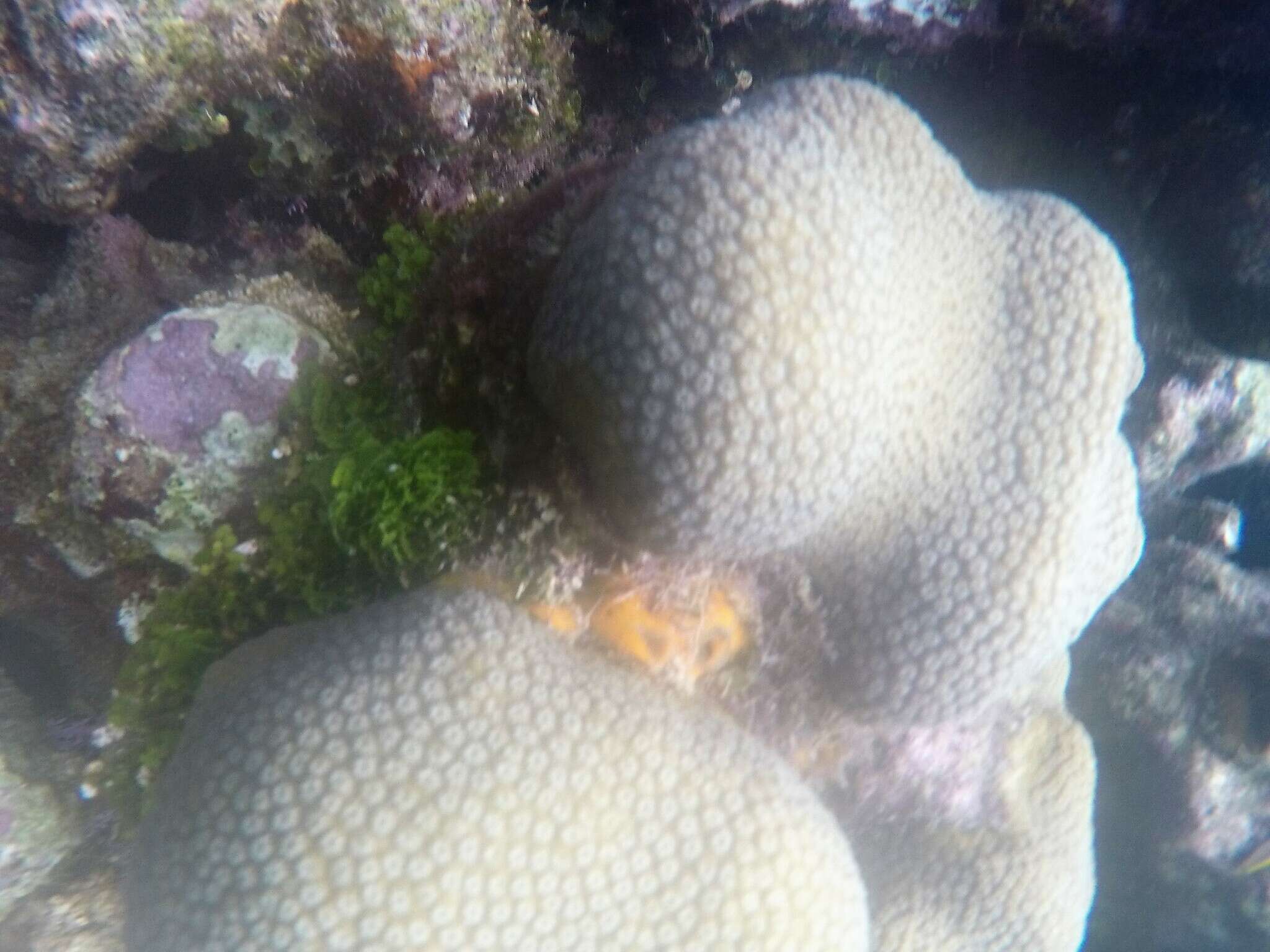 Image of Orange Icing Sponge