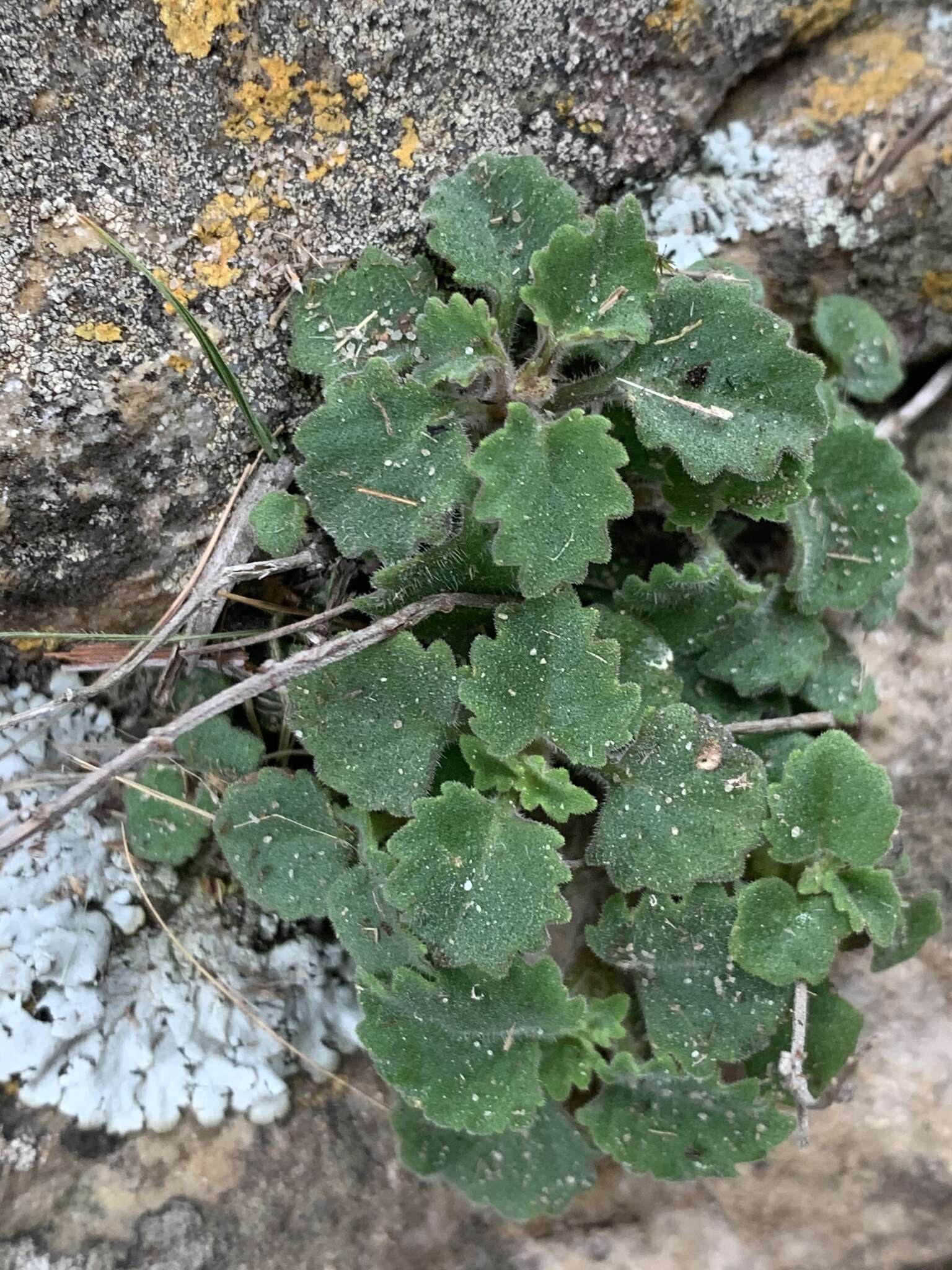 Image of Stemodiopsis kamundii K. Balkwill