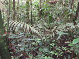 Image of Oenocarpus bataua Mart.