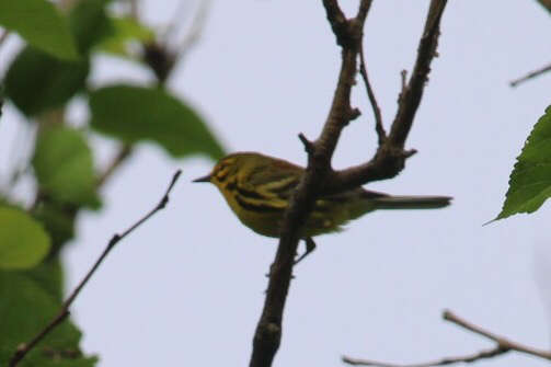 Image of Prairie Warbler