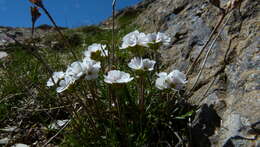 Image of Androsace adfinis subsp. brigantiaca (Jordan & Fourr.) Kress