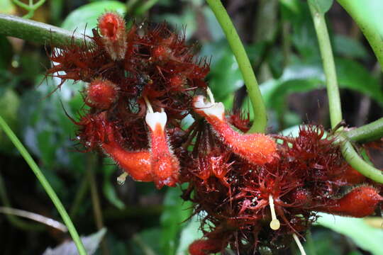 Image of Glossoloma medusaeum (L. E. Skog) J. L. Clark