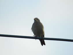 Image of Chestnut-tailed Starling