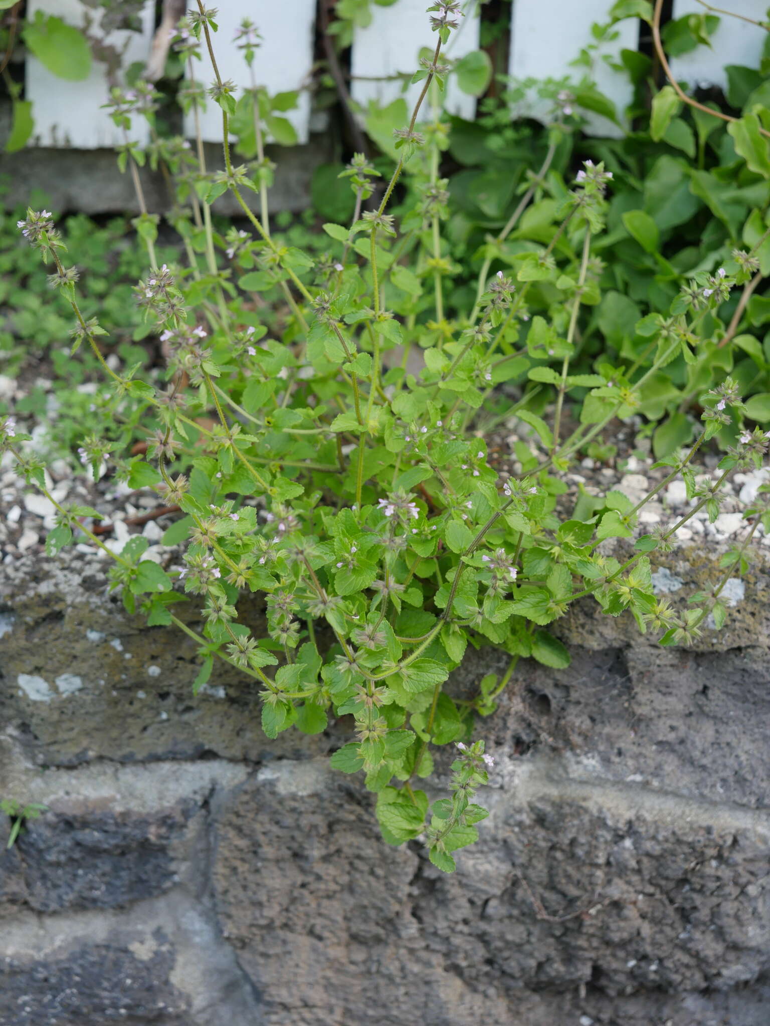 Imagem de Stachys arvensis (L.) L.