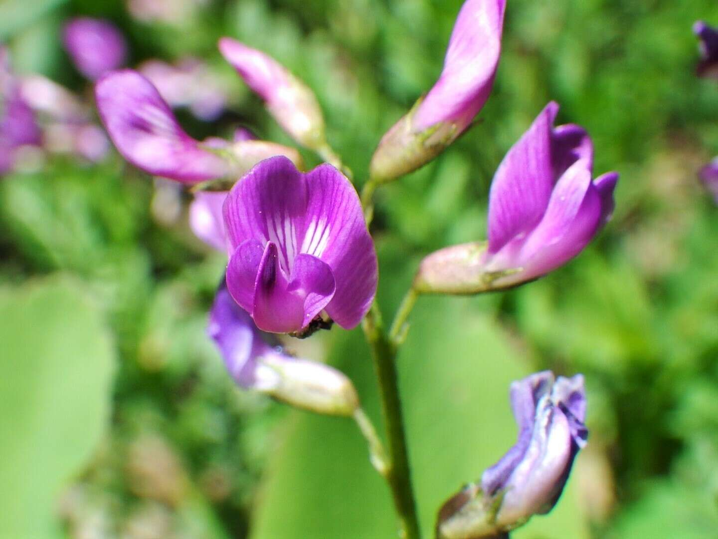 Imagem de Astragalus bourgovii A. Gray