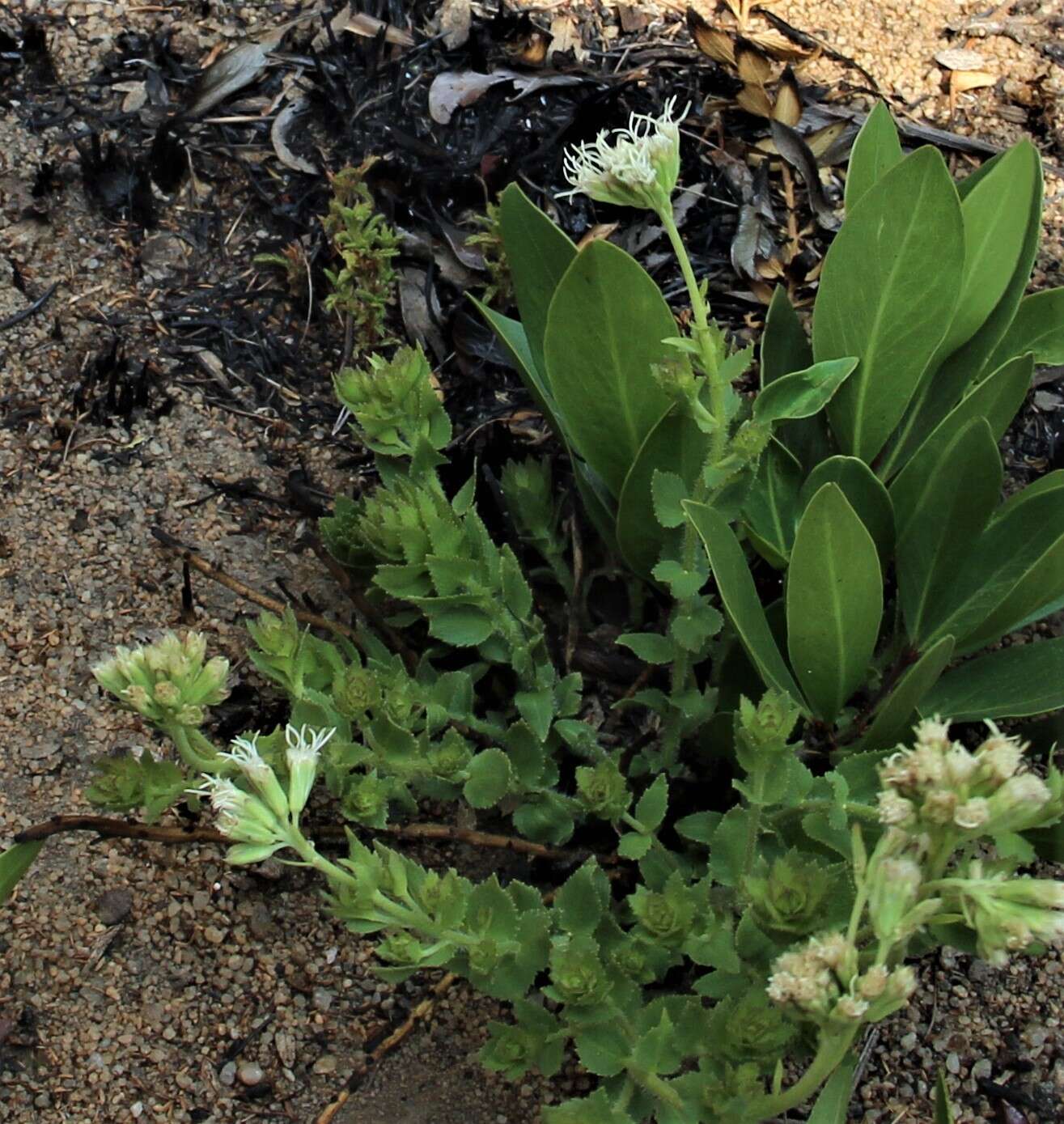 Image of <i>Stomatanthes tundavalaensis</i> D. J. N. Hind