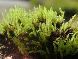 Image of Wahlenberg's pohlia moss