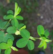 Image of Korean clover