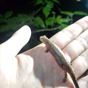 Image of Bolitoglossa equatoriana Brame & Wake 1972