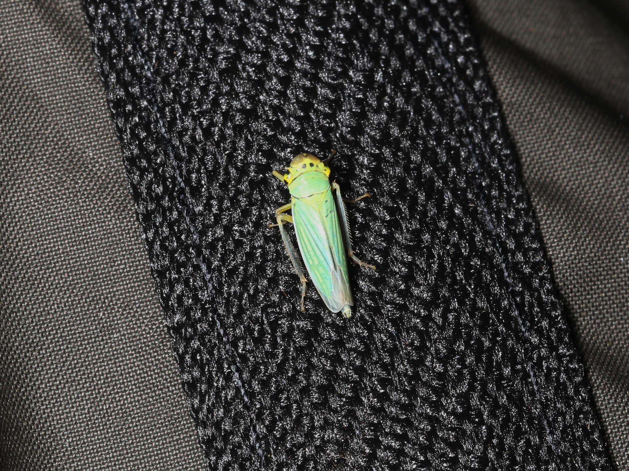 Image of Cicadella viridis (Linnaeus 1758)