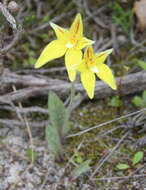 Image de Caladenia flava R. Br.