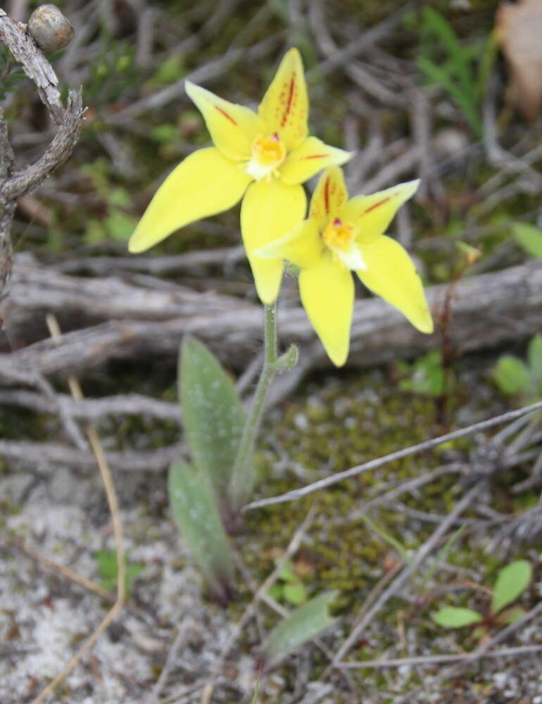 Image de Caladenia flava R. Br.