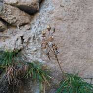 Image of Calceolaria pinifolia Cav.