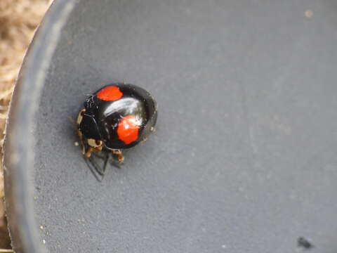 صورة Dinocampus coccinellae paralysis virus