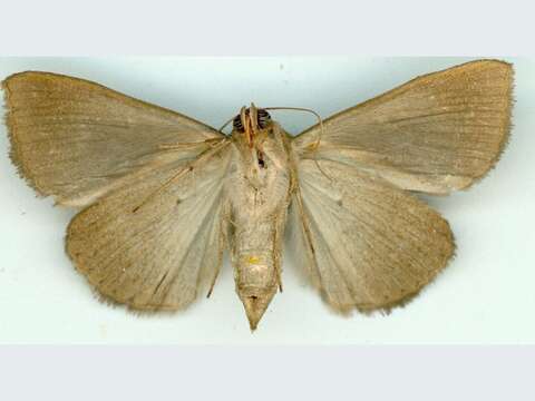 صورة Chalciope alcyona Druce 1888