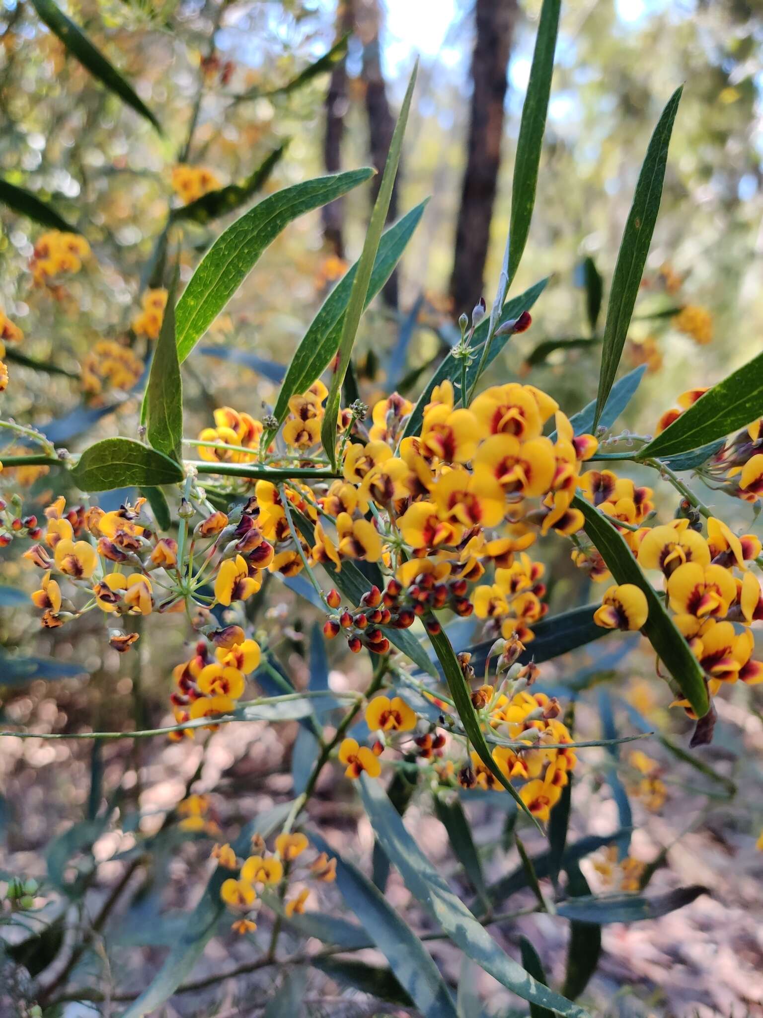 Imagem de Daviesia corymbosa Sm.