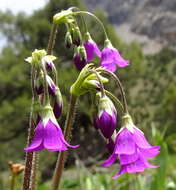 Image of Primula matthioli subsp. turkestanica (Losinsk.) Kovt.