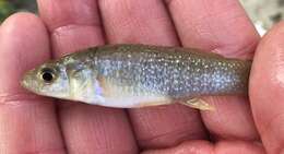 Image of Gulf Killifish