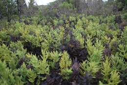 Image of Sticherus cryptocarpus (Hook.) Ching