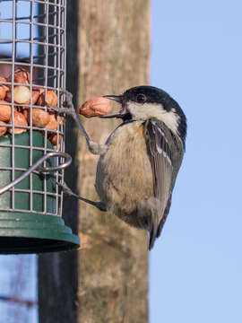 Image of Periparus ater hibernicus (Ingram & W 1910)