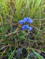 Image of California gilia