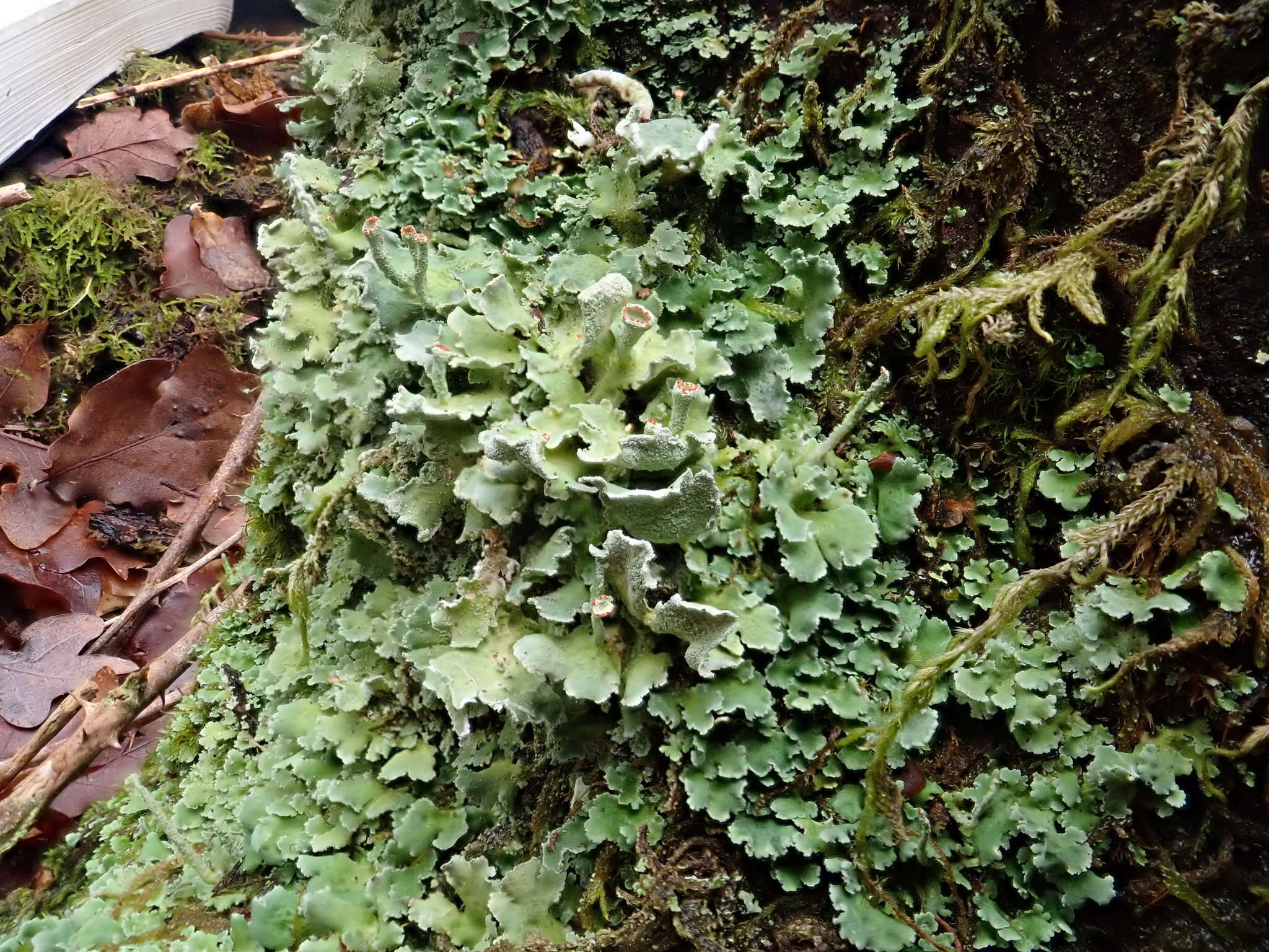 Слика од Cladonia digitata (L.) Hoffm.