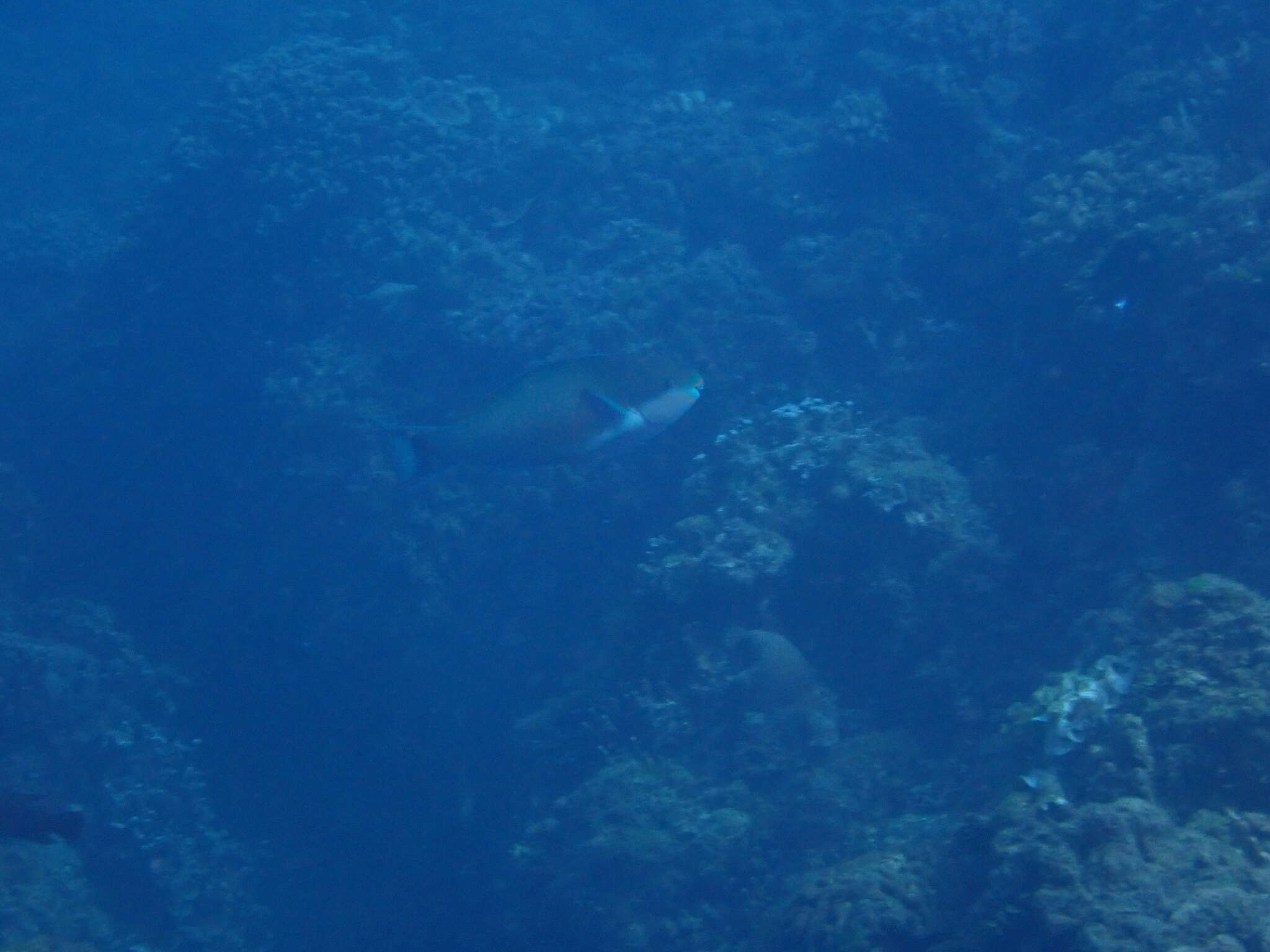 Image of Big belly Parrotfish