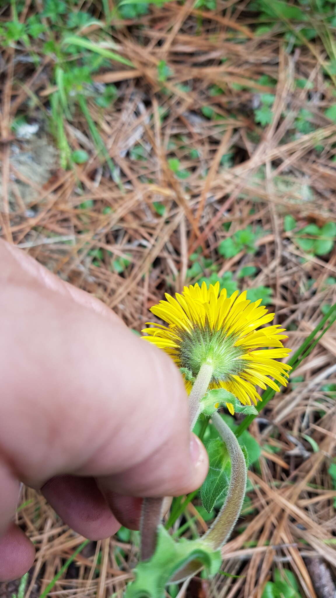 Imagem de Osbertia stolonifera (DC.) Greene